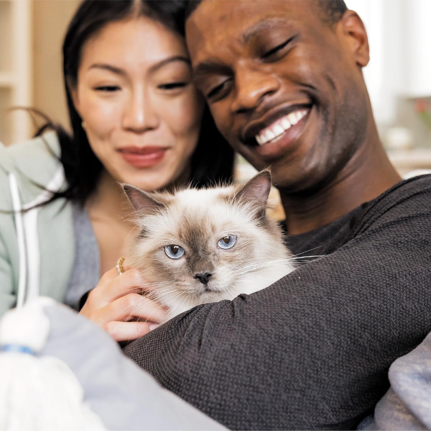 Proactive Health Adult Healthy Dry Cat Food with Chicken, 7 Lb. Bag